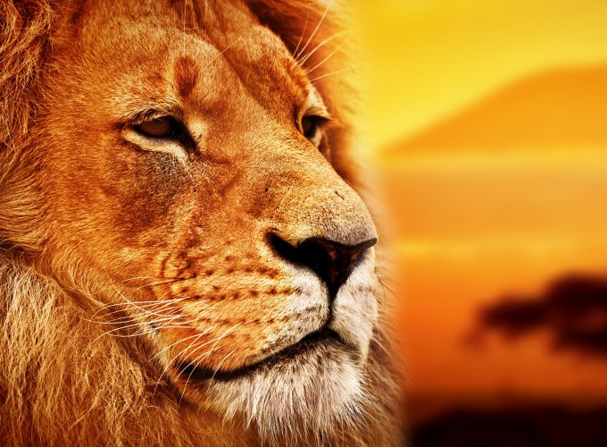 Wallpaper lion, Savanna, 8k, Animals 9040116471